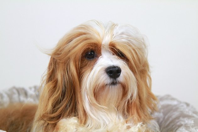 Havaneser Lola