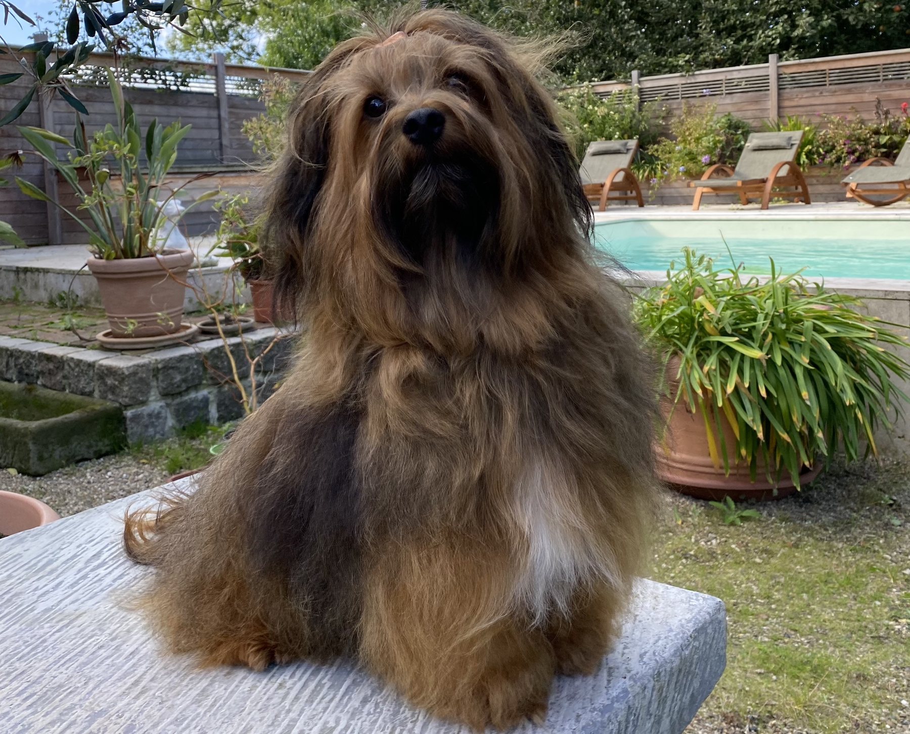 Havaneser-Rüde Percy im Garten