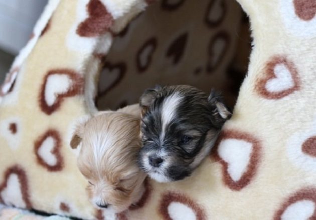 Havaneser-Welpen im Körbchen
